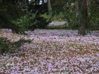 fleurs sous conifere