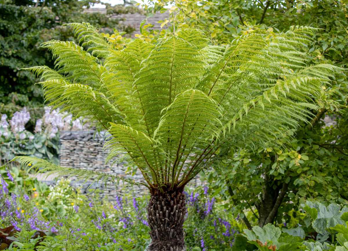 fougere arborescente - Dicksonia