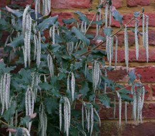 garrya elliptica