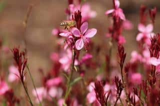 gaura jardin tranquille