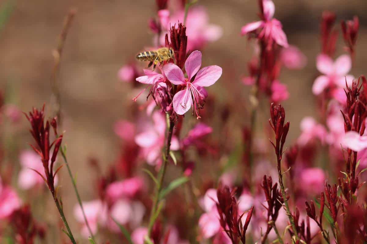 Plantes pour massif fleuri, facile d'entretien : 3 incontournables