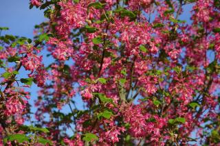 groseillier a fleurs - Ribes sanguineum