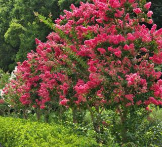 lagerstroemia indica