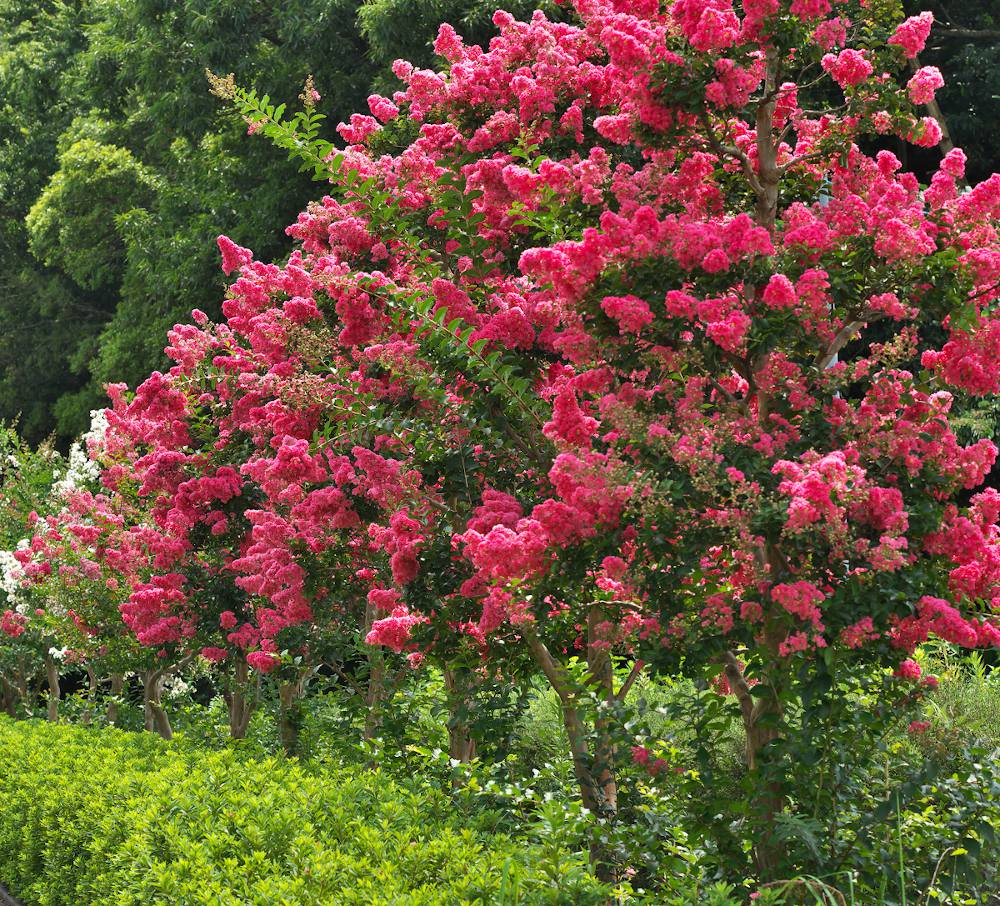 Lagerstroemia Indica Tree