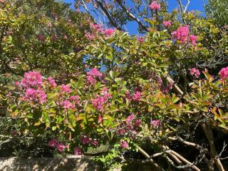 lagerstroemia taille