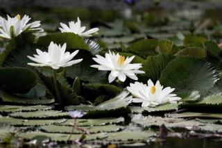 nenuphar lotus