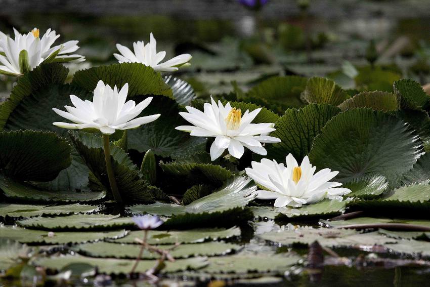 Plante d'aquarium - Lotus - Nelumbo Nucifera - Petits Compagnons