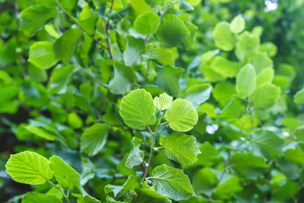 Noisetier : pour la récolte des noisettes et orner le jardin