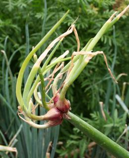 oignon rocambole - Allium cepa Proliferum