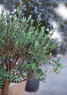 olivier en pot