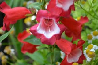 penstemon jardin tranquille