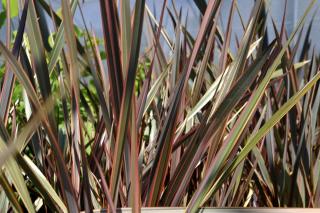 phormium rouge pourpre