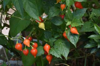 piment Biquinho culture entretien