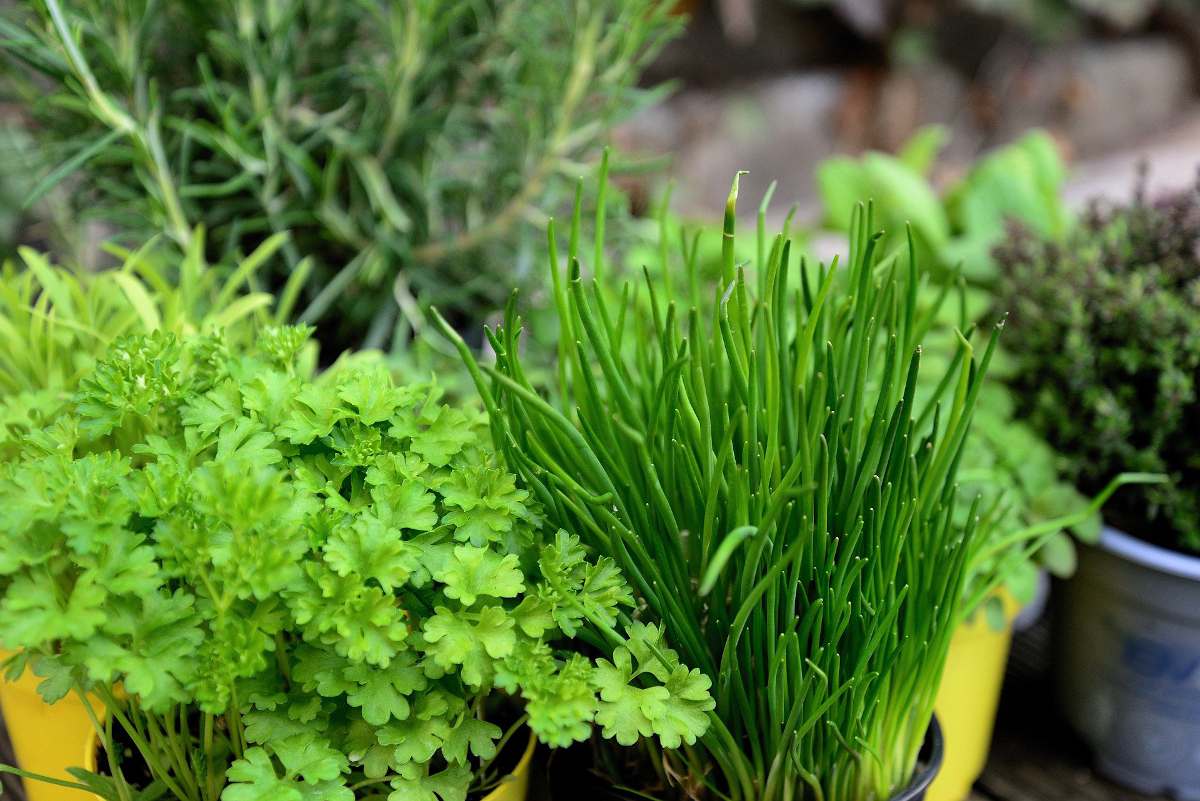 Comment cultiver, à long terme, les herbes aromatiques en pleine