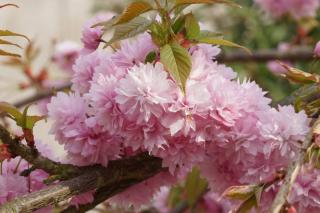 prunus serrulata Kiku Shidare Zakura