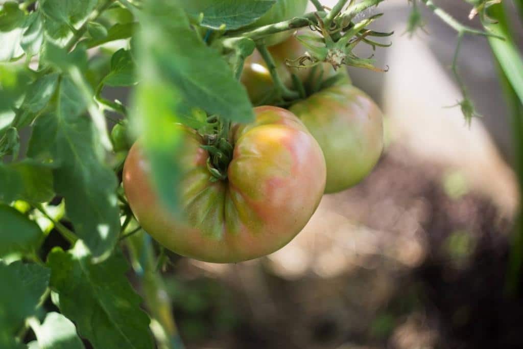 tomate Cuor di Bue culture