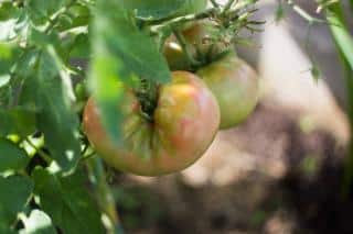 tomate Cuor di Bue culture