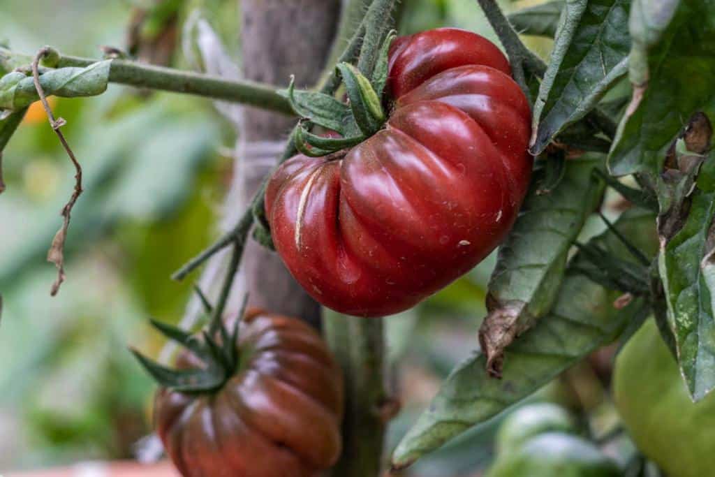 tomate Noire de Crimée