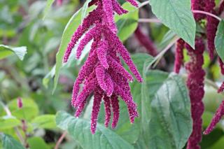 Amaranthe queue de renard - Amaranthus caudatus