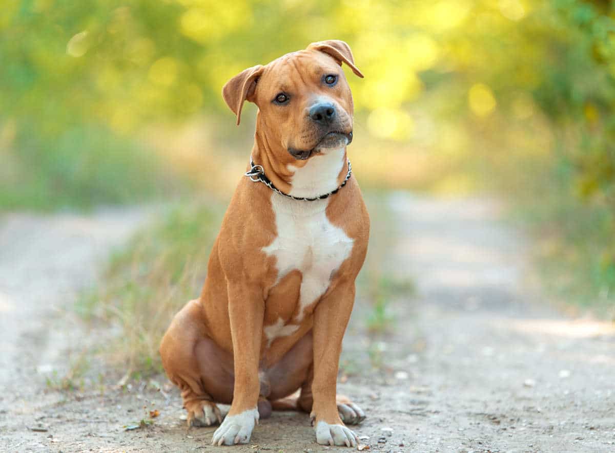 American Staffordshire terrier