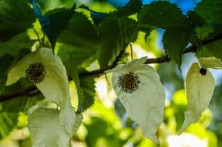 Arbre aux mouchoirs - Davidia involucrata