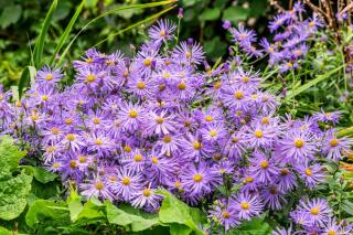 Aster frikartii 'Monch'