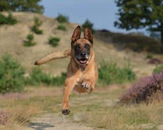 Berger Belge Malinois