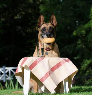 Berger Belge Malinois alimentation