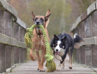 Berger Belge Malinois caractère