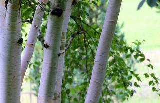 Bouleau de l'himalaya - Betula utilis