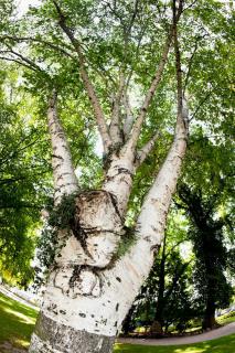 Bouleau de l'himalaya - Betula utilis jacquemontii