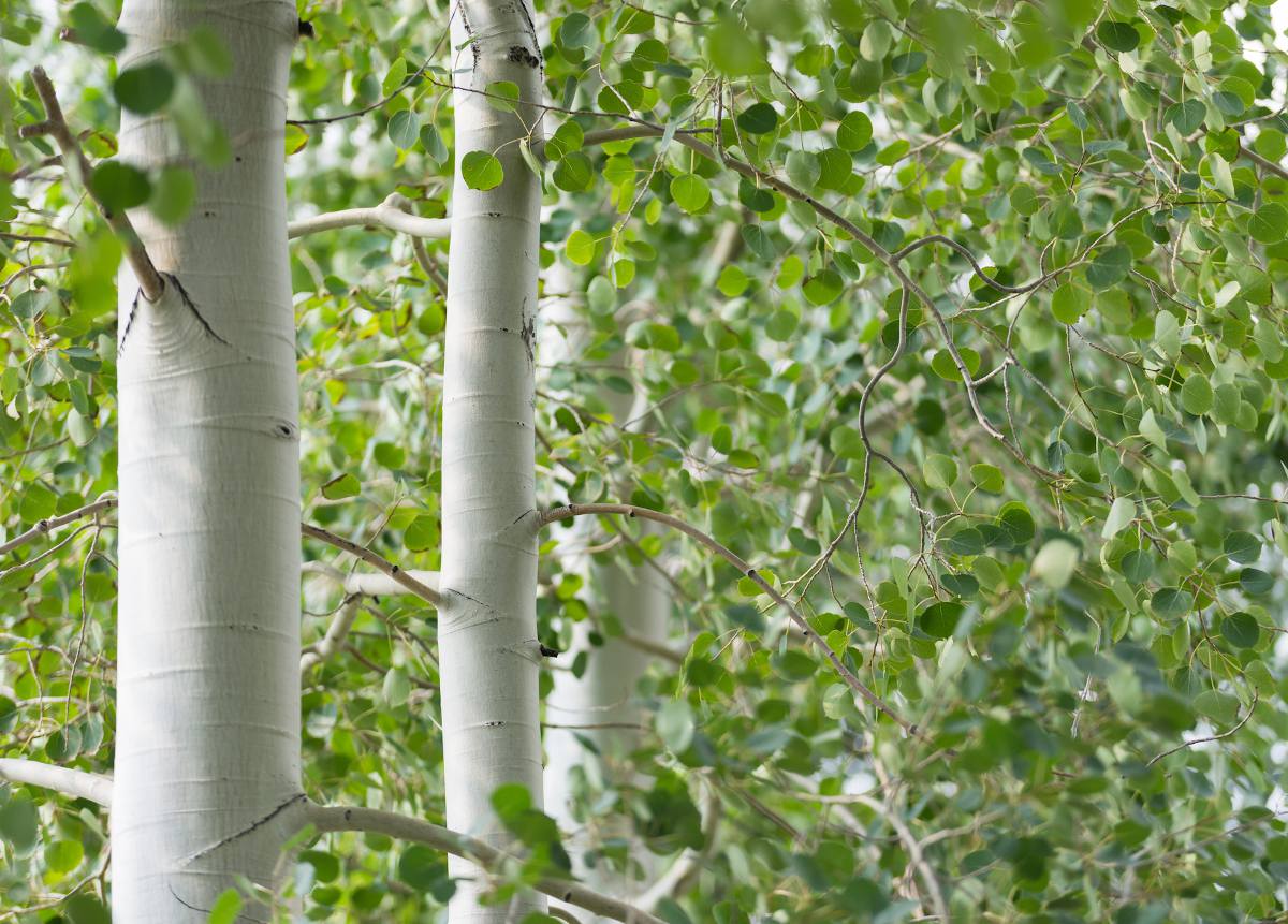 Bouleau de l'himalaya - Betula utilis jacquemontii 