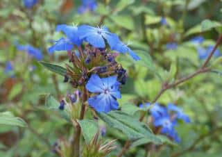 Ceratostigma Plumbago entretien culture