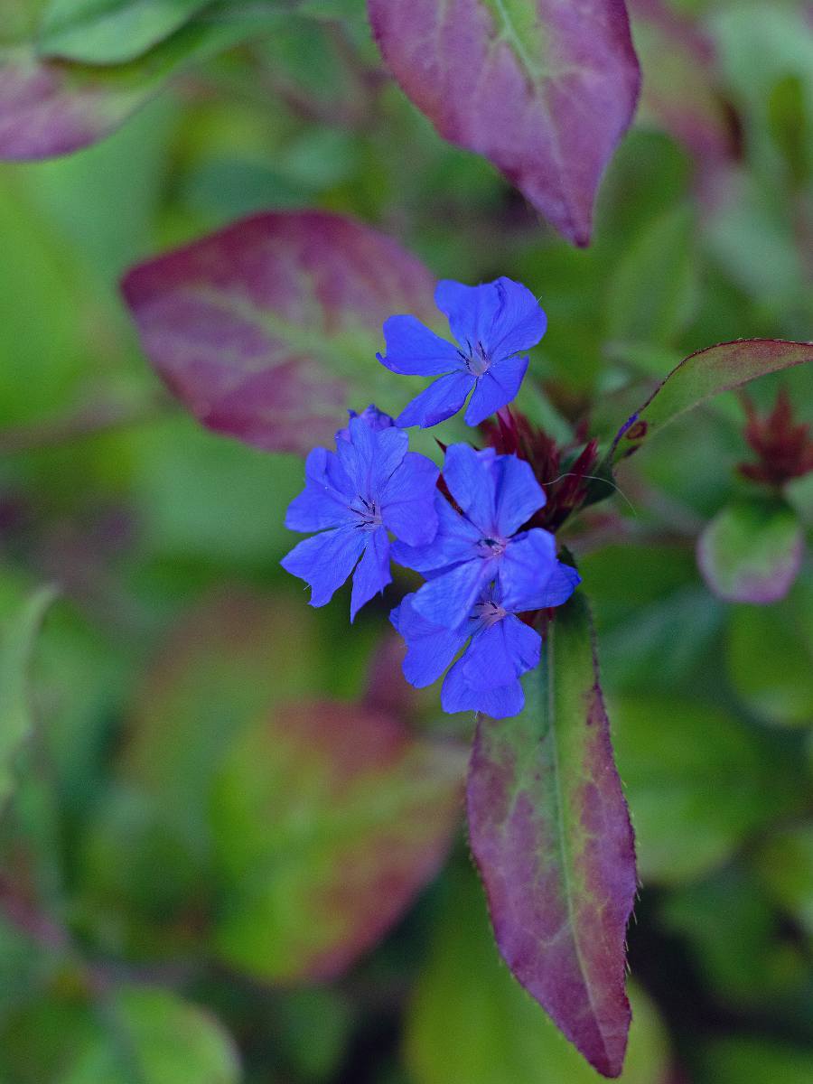 Ceratostigma