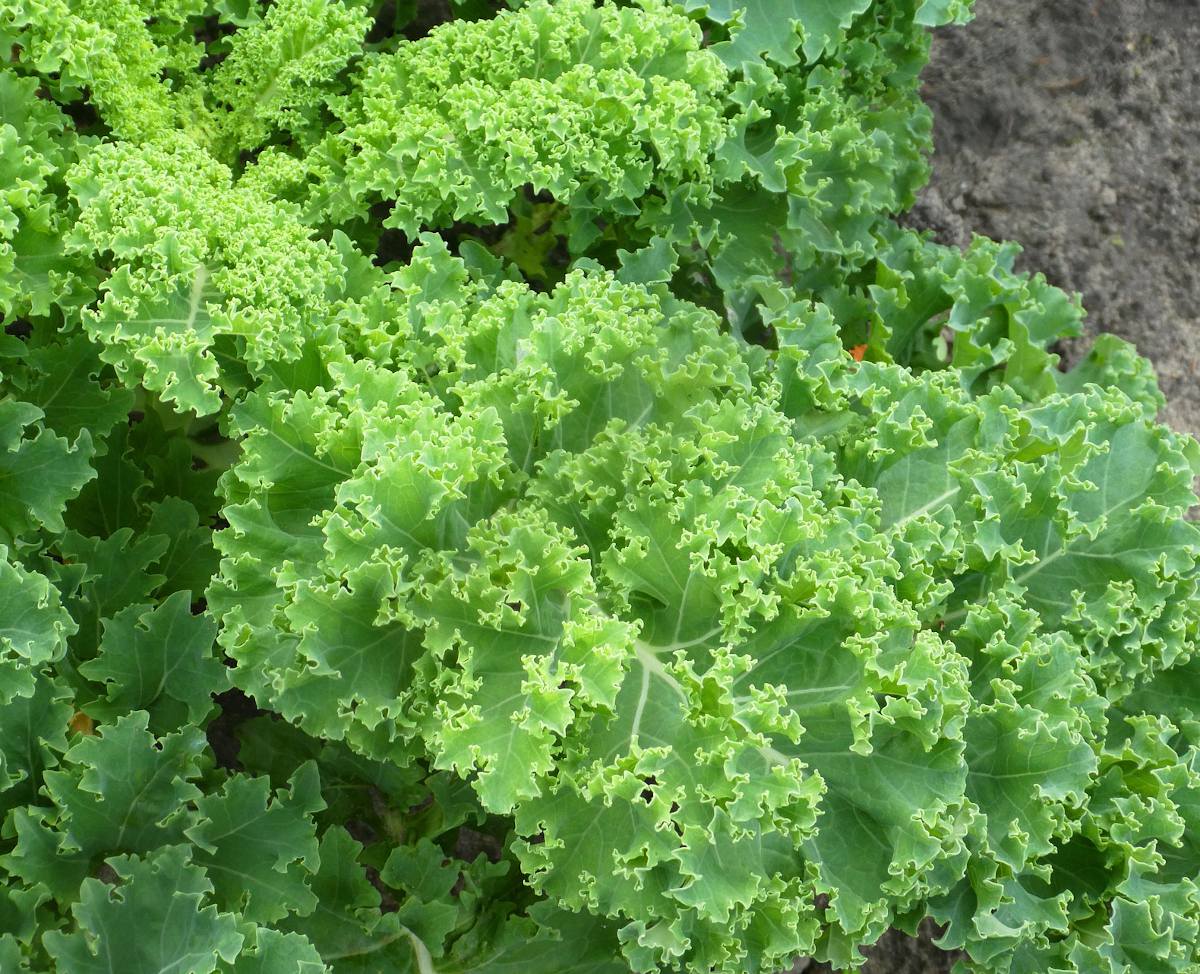 Chou kale