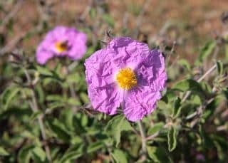 Cistus albidus - Ciste cotonneux rose