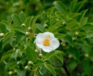 Cistus laurifolius - Ciste à feuilles de laurier