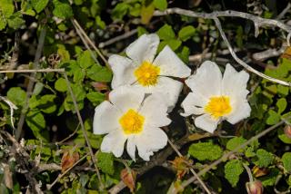 Cistus salvifolius - Ciste à feuilles de sauge