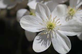 Clematis armandii