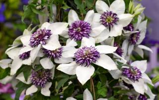 Clematis florida 'Sieboldii'