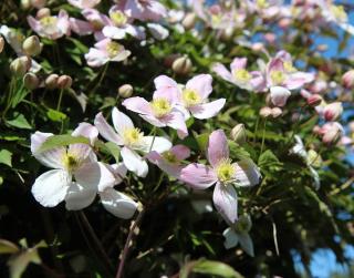 Clematis montana - clematite des montagnes