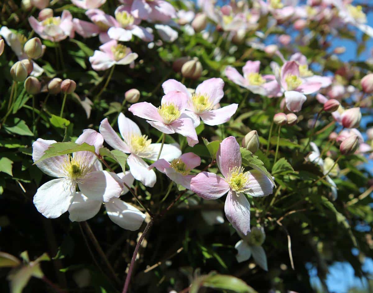 Clématites à petites fleurs : les plus belles variétés