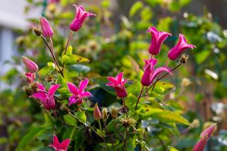 Clematis texensis