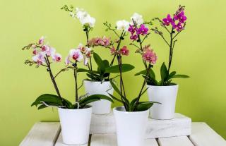 Faire durer floraison orchidee