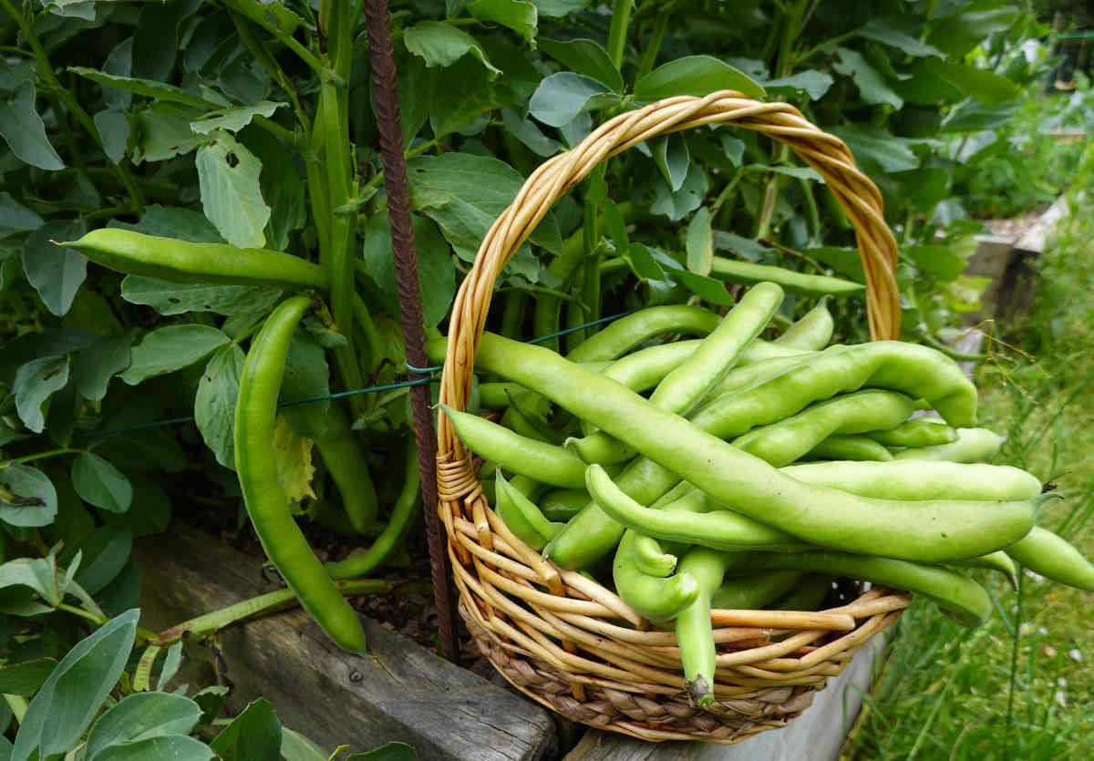 Fève - Société Nationale d'Horticulture de France