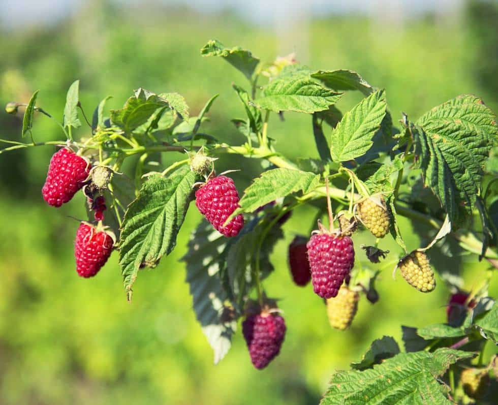 Framboisier framboise Versaille