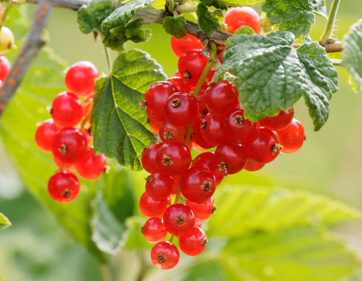 Groseillier - Ribes grossularia