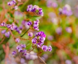 Hardenbergia