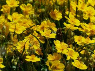 Helianthemum Ciste