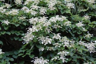 Hortensia grimpant du Japon - Schizophragma hydrangeoides